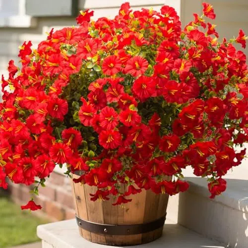 Grunyia Morning Glory Bush – Red