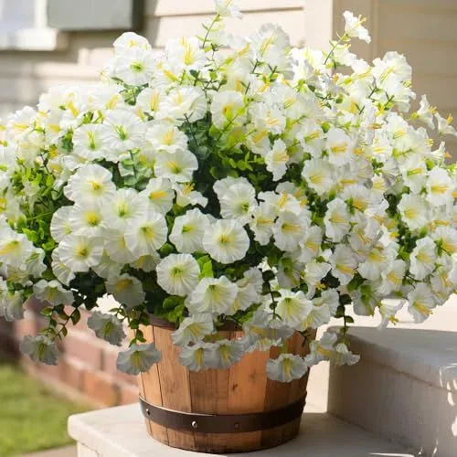Grunyia Morning Glory Bush – White