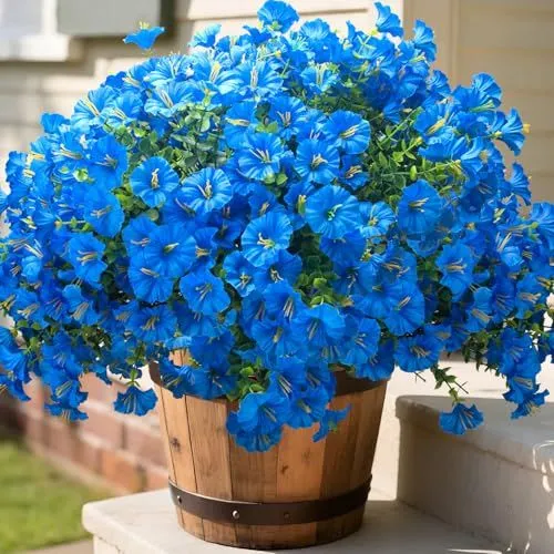 Grunyia Morning Glory Bush – Blue