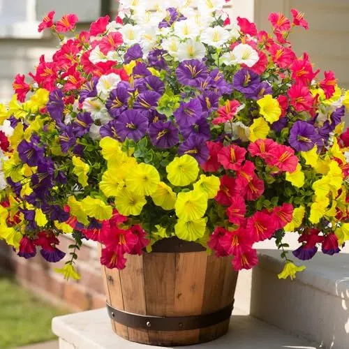 Grunyia Morning Glory Bush – Mix