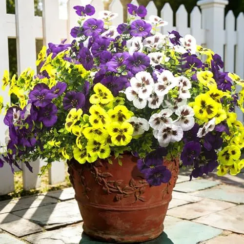 Grunyia Silk Pansies – Mix 1