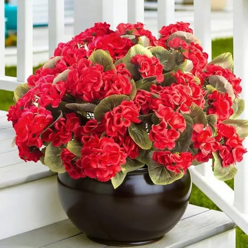 Grunyia Geraniums – Red