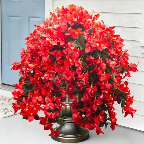 Grunyia Trailing Bougainvillea – Red