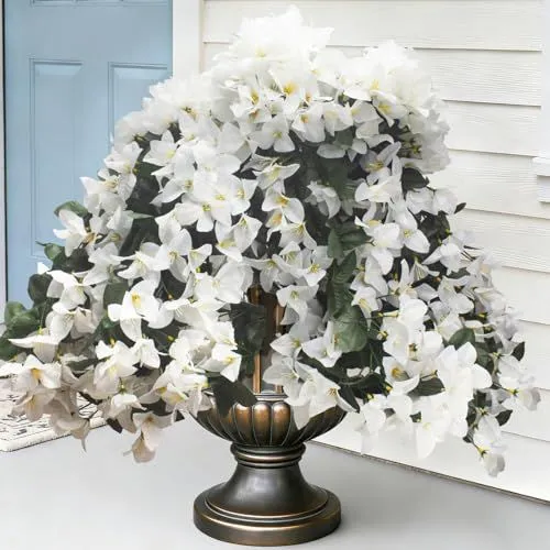 Grunyia Trailing Bougainvillea – White