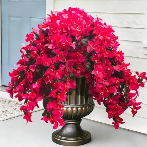 Grunyia Trailing Bougainvillea – Rose Red